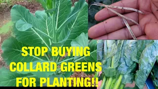 DO THIS INSTEAD// HOW TO GROW TONS OF COLLARD GREENS