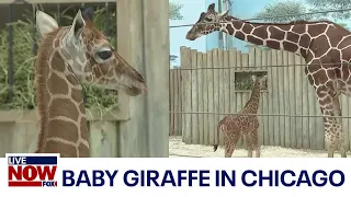 Baby Giraffe in Chicago will make first public appearance this weekend | LiveNOW from FOX