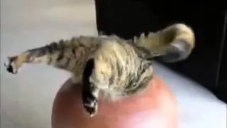 Смешные  КОШКИ. cool and funny cats