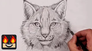 How To Draw a Lynx Cat | Pencil Drawing Lesson