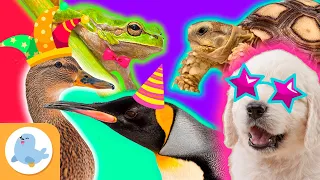 The MOST FUN ANIMALS in the World 🐶🐧🐸🦆🐢 DOGS, PENGUINS, DUCKS, FROGS and TURTLES 🌿 Compilation