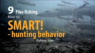 How to • Pike fishing • SMART! -  hunting behavior • fishing tips