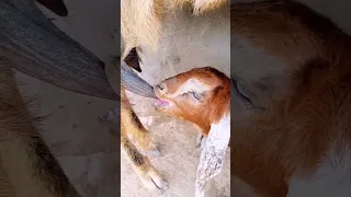 Milk Munchers: Adorable Baby Goats Enjoy Their Nutritious Feeding Time!" #goats #viral #shorts 🐐🍼