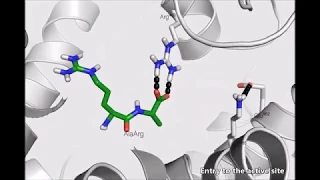 Steered molecular dynamics simulations reveal critical residues for (un)binding of substrates