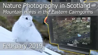 Mountain Hares in the Eastern Cairngorms | Nature Photography in Scotland | Nikon Z7 & Osmo Pocket​