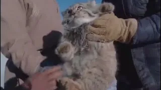 The body is round manul meme