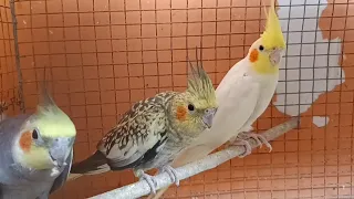 Cockatiels eating sunflower seed from hand ||Happy cockatiels || #cockatiel #nature #pet #trust