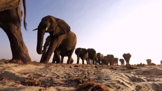 Studying Elephant Communication | HHMI BioInteractive Video