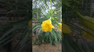 kaner Ka Phool