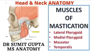 MUSCLES OF MASTICATION || Medial Pterygoid || Masseter || Temporalis ||