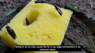 4 Important Things To Consider While Rearing Black Soldier Fly II Part 1 II