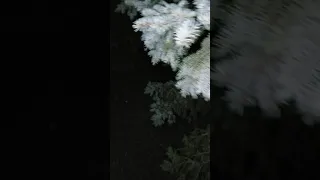 bigfoot caught on camera for real