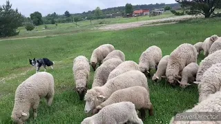 Обучение бордер колли работать на выпасе стада овец Kisses of Angel