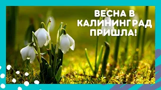 🌅Весна пришла в Калининград! Подснежники цветут, солнышко светит! Мы закаляемся, моржуем😉