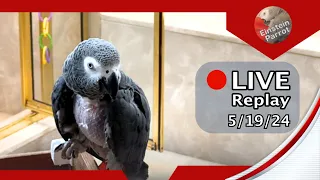 🔴🐦Einstein Parrot LIVE! 5/19/2024
