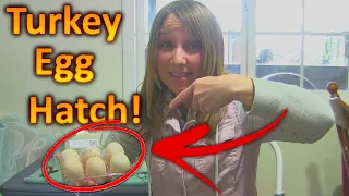 How to Hatch Turkey Eggs (Part 1)  Incubating Turkey Eggs for the First Time!