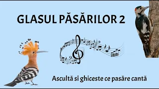 Glasul păsărilor 2 - Ascultă și ghicește glasul păsărilor