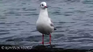 © 4К. Птицы Украины. Озерная чайка (Larus ridibundus)-1 // Black-headed gull