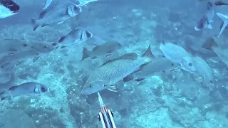 Spearfishing through a Downpour + Diving deep to find big Jacks