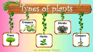 Types of plants, Plants around us, Different types of Trees, Herbs, Shrubs, Creepers, Climbers, Tree