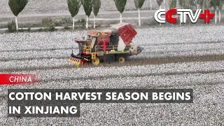 Cotton Harvest Season Begins in Northwest China’s Xinjiang