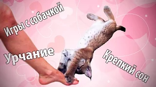 Рысь Ханна урчит, злится, играет, синхронизируется с котом! Энергия так и прёт!)