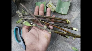 How to grow Fig Plant from Cutting easy method | Anjeer kay podhay ko kalam saay uganay ka tareeka|