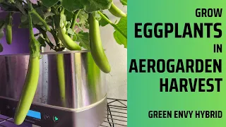 Grow Eggplants in Aerogarden Harvest Hydroponics, Green Envy