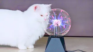 Cats React To Plasma Ball | Compilation