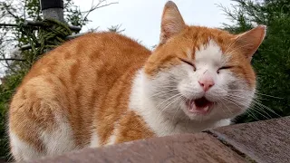 Hungry Stray Cat Meowing For Food