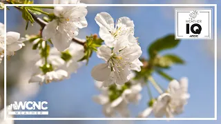 Bradford Pear Trees: An invasive species to North Carolina