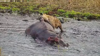 Horrifying Moment When a Hippo Becomes Hyena's Meal