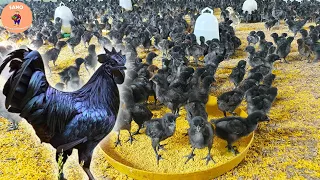 How To Raising Millions of Expensive Black Chicken | Chicken Farming Technology