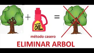 Como eliminar árbol con aceite usado de motor, how to kill a tree whith Oil car ideas de casa diy