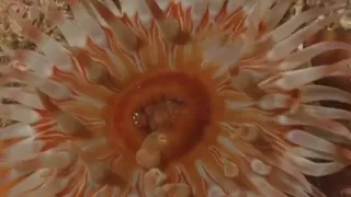 Sea Anemones feeding