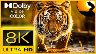 8K VIDEO ULTRA HD 120FPS WILDLIFE SHOWREEL YOU NEVER SEEN FOR YOUR 4K AND 8K TV