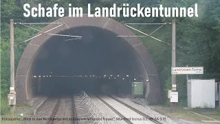 Kollision eines ICE mit Schafen im Landrückentunnel 2008 - Unfälle und Hintergründe Dokumentation