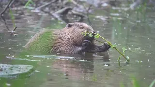 Beaver Dusk to Dawn