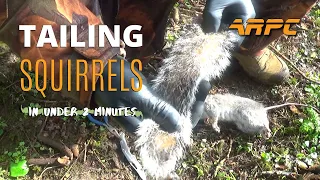 Tailing Squirrels - Air Rifle Pest Control