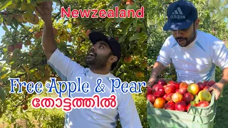 Free apples and pear in New zealand ഫ്രീ ആപ്പിൾ free Apples & pear for all എന്തുകൊണ്