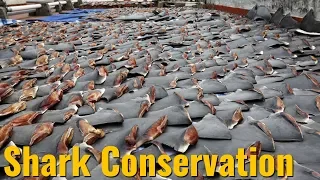 Shark Conservation