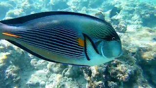 Sharm el sheikh Novotel beach underwater