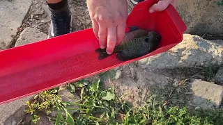 Nice Gill in the Summer Heat! [Wisconsin Fishing]