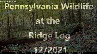 Pennsylvania Wildlife at the Ridge Log 12/2021