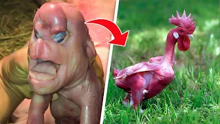 10 Mysterious Creatures Created By Mad Scientists