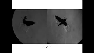 Schlieren photography on freely flying hawkmoth: Vortex structure in up-stroke