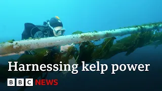 Could giant kelp power our planes? - BBC News