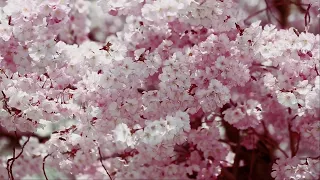 Hanami | Beautiful Japanese Music