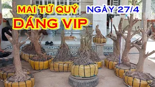 ANH TÚ 📲 O392O51739 GIÁ TỐT - MAI TỨ QUÝ DÁNG ĐẸP GIAO LƯU NGÀY 27/4 "@CANHDONGVANG"