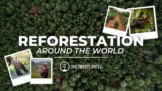 Our Global Reforestation Movement | Earth Month | One Tree Planted